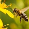 20 de mayo Día mundial de las abejas